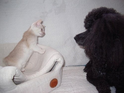 chaton Abyssin cinnamon smoke Es-Or Silver Chatterie d'Alyse Pagerie