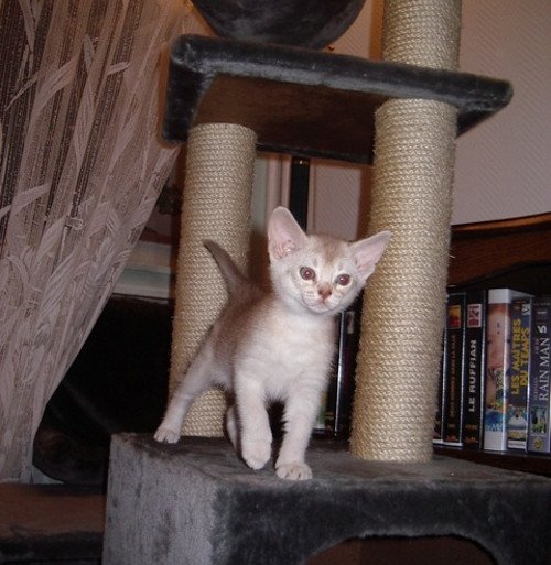 chaton Abyssin cinnamon smoke Es-Or Silver Chatterie d'Alyse Pagerie