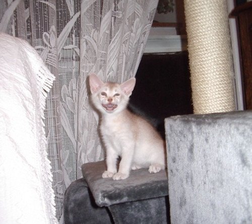 chaton Abyssin cinnamon smoke Es-Or Silver Chatterie d'Alyse Pagerie
