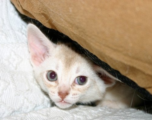 chaton Abyssin cinnamon smoke Es-Or Silver Chatterie d'Alyse Pagerie