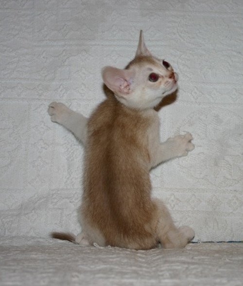 chaton Abyssin cinnamon smoke Es-Or Silver Chatterie d'Alyse Pagerie