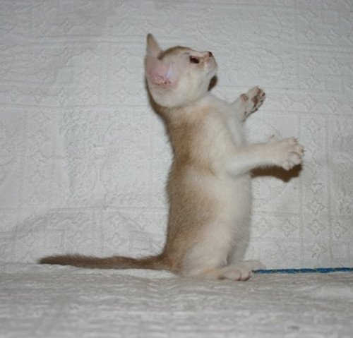 chaton Abyssin cinnamon smoke Es-Or Silver Chatterie d'Alyse Pagerie