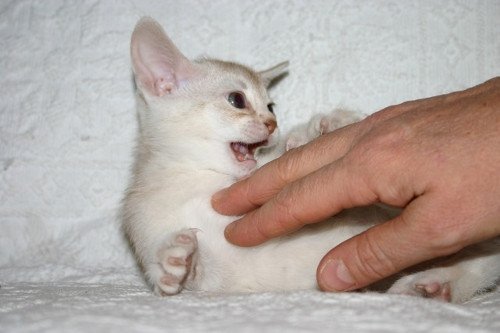 chaton Abyssin cinnamon smoke Es-Or Silver Chatterie d'Alyse Pagerie