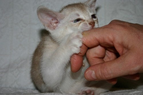 chaton Abyssin cinnamon smoke Es-Or Silver Chatterie d'Alyse Pagerie