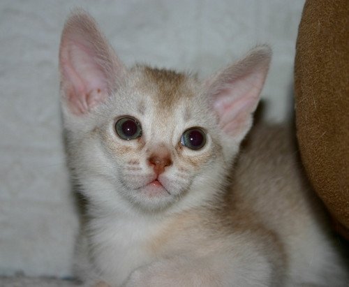 chaton Abyssin cinnamon smoke Es-Or Silver Chatterie d'Alyse Pagerie