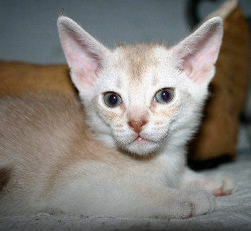 chaton Abyssin cinnamon smoke Es-Or Silver Chatterie d'Alyse Pagerie