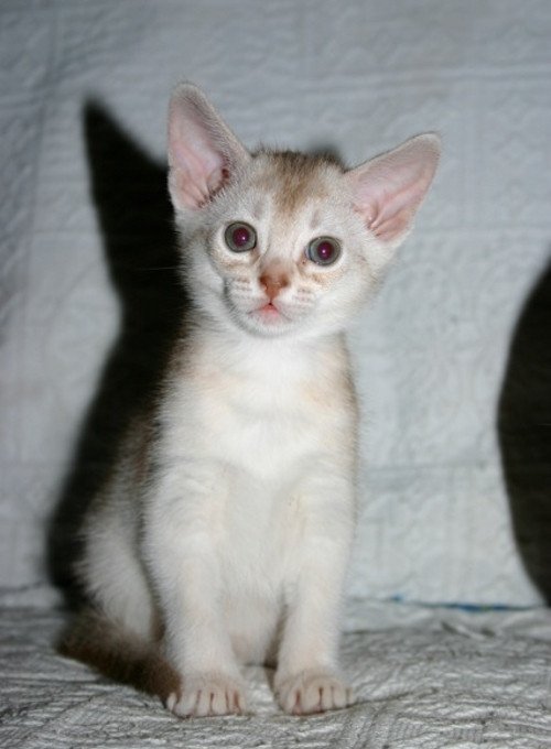 chaton Abyssin cinnamon smoke Es-Or Silver Chatterie d'Alyse Pagerie