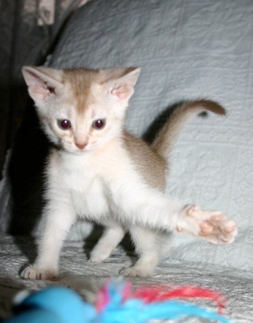chaton Abyssin cinnamon smoke Es-Or Silver Chatterie d'Alyse Pagerie