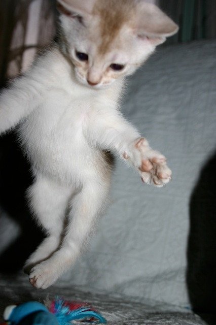 chaton Abyssin cinnamon smoke Es-Or Silver Chatterie d'Alyse Pagerie