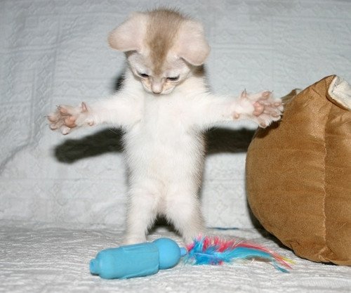 chaton Abyssin cinnamon smoke Es-Or Silver Chatterie d'Alyse Pagerie