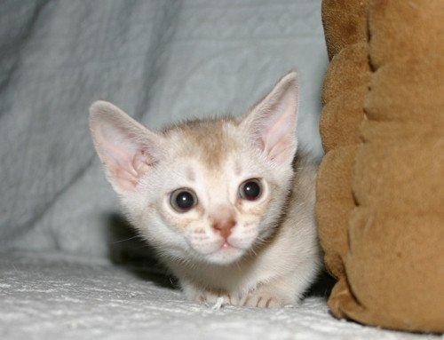 chaton Abyssin cinnamon smoke Es-Or Silver Chatterie d'Alyse Pagerie