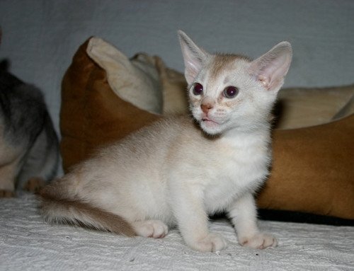 chaton Abyssin cinnamon smoke Es-Or Silver Chatterie d'Alyse Pagerie