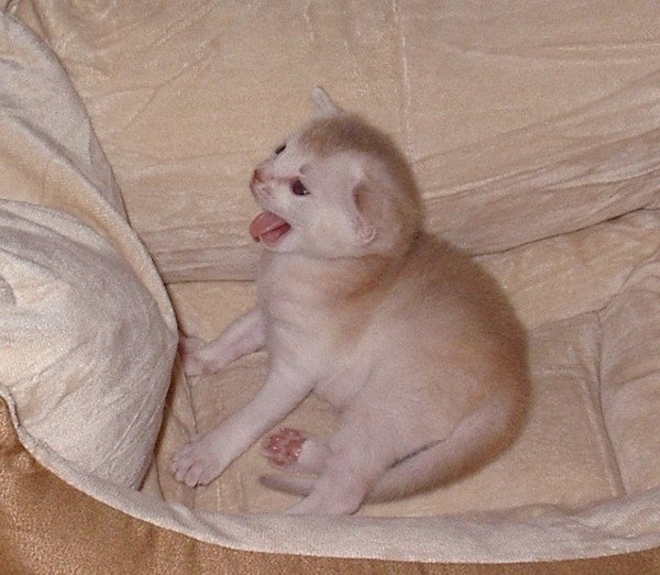 chaton Abyssin cinnamon smoke Es-Or Silver Chatterie d'Alyse Pagerie