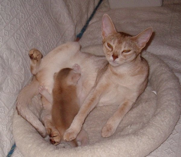 chaton Abyssin cinnamon smoke Es-Or Silver Chatterie d'Alyse Pagerie