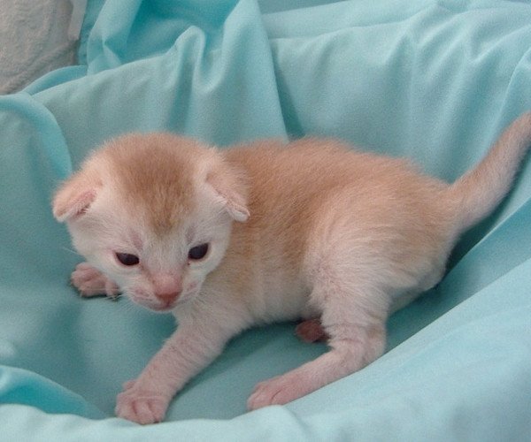 chaton Abyssin cinnamon smoke Es-Or Silver Chatterie d'Alyse Pagerie