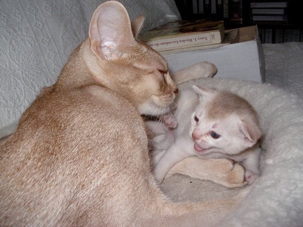 chaton Abyssin cinnamon smoke Es-Or Silver Chatterie d'Alyse Pagerie