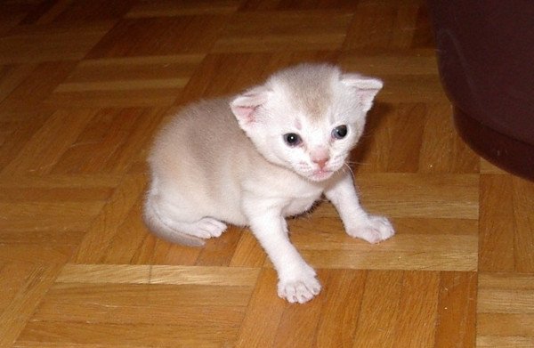 chaton Abyssin cinnamon smoke Es-Or Silver Chatterie d'Alyse Pagerie