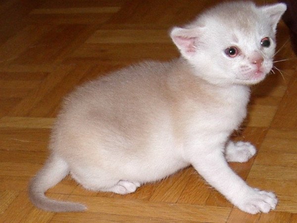 chaton Abyssin cinnamon smoke Es-Or Silver Chatterie d'Alyse Pagerie