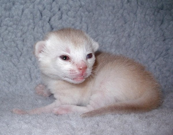 chaton Abyssin cinnamon smoke Es-Or Silver Chatterie d'Alyse Pagerie