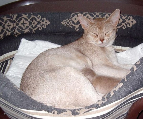 chaton Abyssin cinnamon smoke Es-Or Silver Chatterie d'Alyse Pagerie