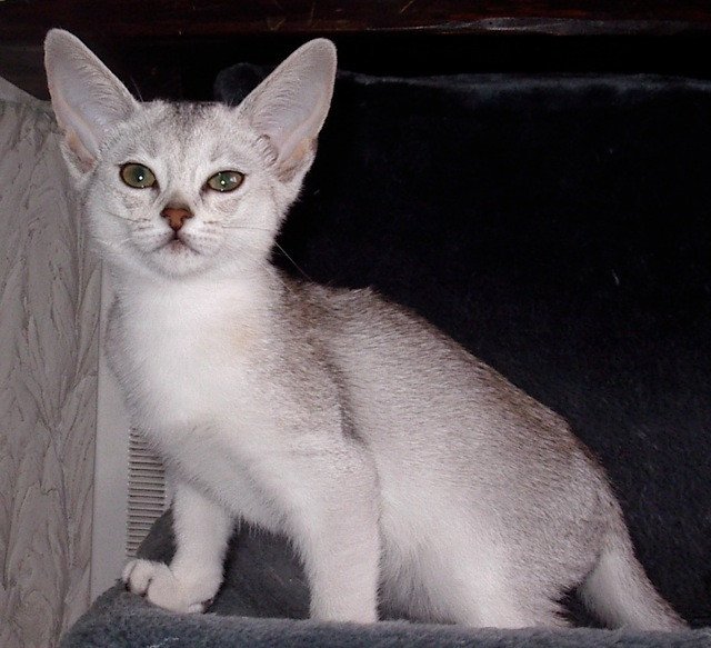 chaton Abyssin black smoke Fée line Silver Chatterie d'Alyse Pagerie