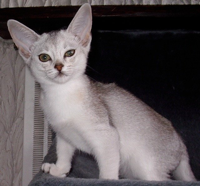 chaton Abyssin black smoke Fée line Silver Chatterie d'Alyse Pagerie