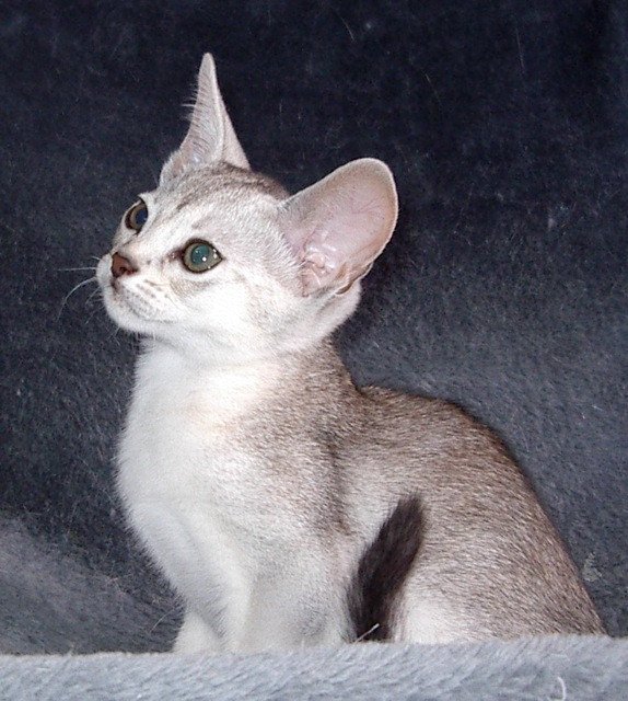 chaton Abyssin black smoke Fer Nando Silver Chatterie d'Alyse Pagerie