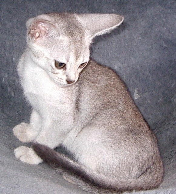 chaton Abyssin black smoke Fer Nando Silver Chatterie d'Alyse Pagerie