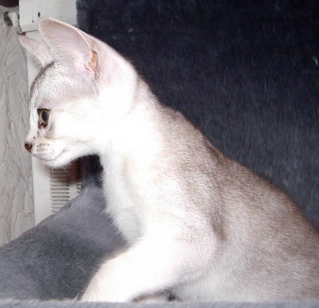 chaton Abyssin black smoke Fer Nando Silver Chatterie d'Alyse Pagerie