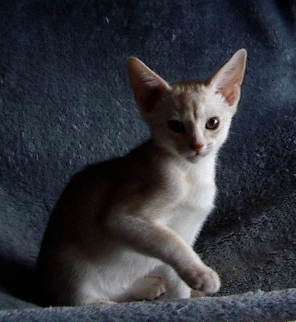 chaton Abyssin cinnamon smoke Fy d'el Silver Chatterie d'Alyse Pagerie