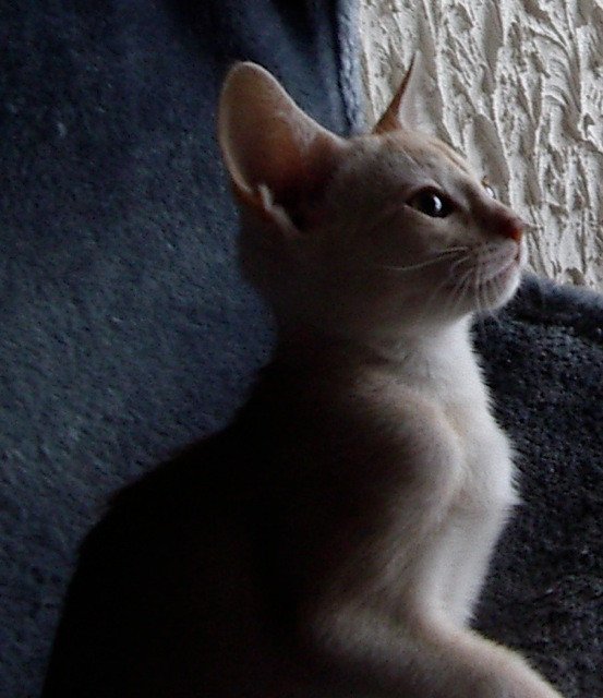chaton Abyssin cinnamon smoke Fy d'el Silver Chatterie d'Alyse Pagerie