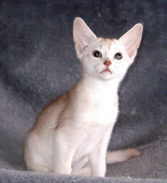 chaton Abyssin cinnamon smoke Fy d'el Silver Chatterie d'Alyse Pagerie