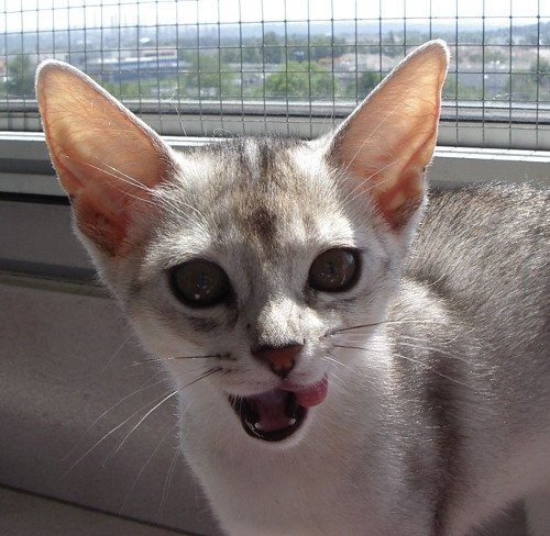 chaton Abyssin black smoke G 10 Silver Chatterie d'Alyse Pagerie