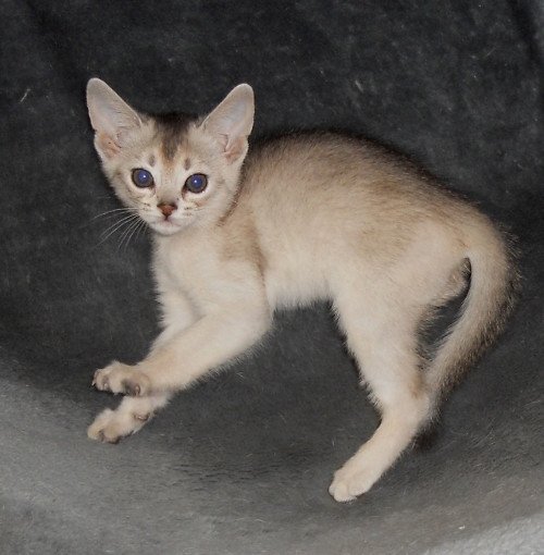 chaton Abyssin black smoke G 10 Silver Chatterie d'Alyse Pagerie
