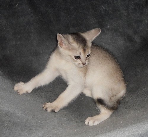 chaton Abyssin black smoke G 10 Silver Chatterie d'Alyse Pagerie