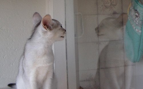 chaton Abyssin black smoke G 10 Silver Chatterie d'Alyse Pagerie