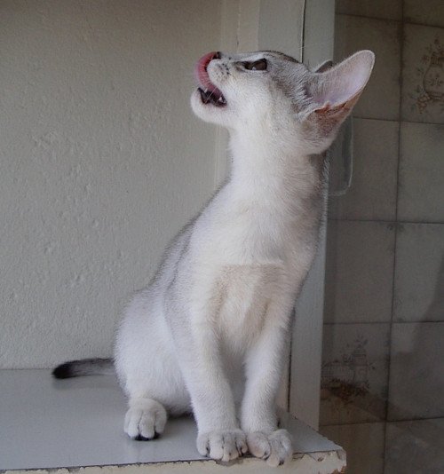chaton Abyssin black smoke G 10 Silver Chatterie d'Alyse Pagerie