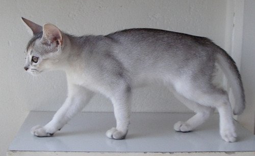 chaton Abyssin black smoke G 10 Silver Chatterie d'Alyse Pagerie