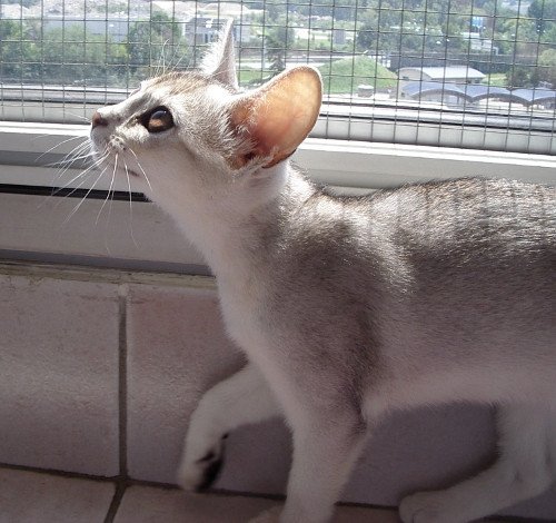 chaton Abyssin black smoke G 10 Silver Chatterie d'Alyse Pagerie