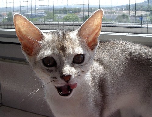 chaton Abyssin black smoke G 10 Silver Chatterie d'Alyse Pagerie