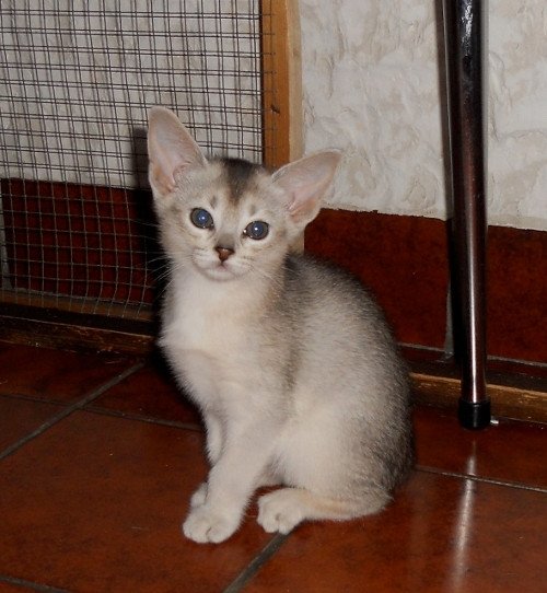 chaton Abyssin black smoke Girl Silver Chatterie d'Alyse Pagerie