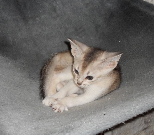 chaton Abyssin black smoke Girl Silver Chatterie d'Alyse Pagerie