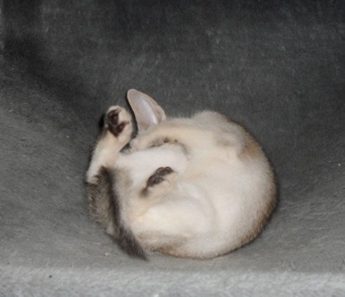 chaton Abyssin black smoke Girl Silver Chatterie d'Alyse Pagerie