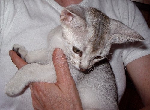 chaton Abyssin black smoke Girl Silver Chatterie d'Alyse Pagerie
