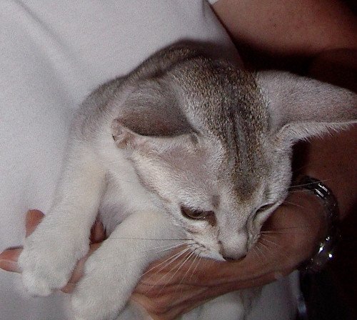 chaton Abyssin black smoke Girl Silver Chatterie d'Alyse Pagerie