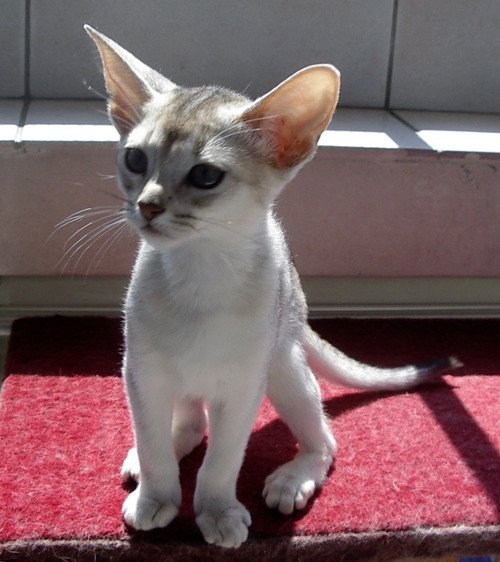 chaton Abyssin black smoke Girl Silver Chatterie d'Alyse Pagerie
