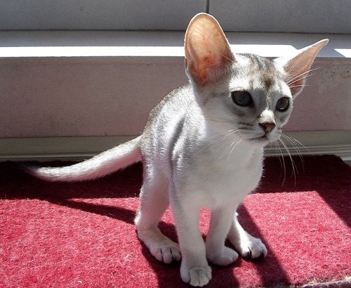 chaton Abyssin black smoke Girl Silver Chatterie d'Alyse Pagerie