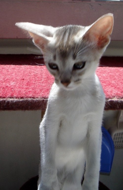 chaton Abyssin black smoke Girl Silver Chatterie d'Alyse Pagerie