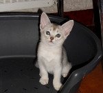 chaton Abyssin black smoke Go Boy Silver Chatterie d'Alyse Pagerie