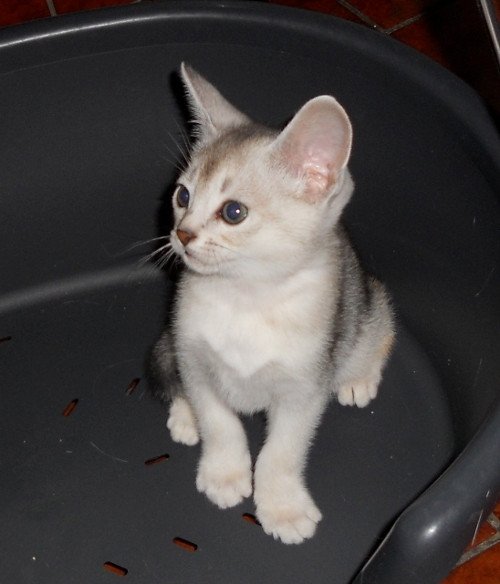 chaton Abyssin black smoke Go Boy Silver Chatterie d'Alyse Pagerie